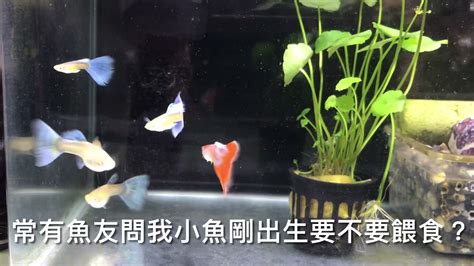 孔雀魚搖頭晃腦|【養魚醫生】我的孔雀魚到底生什麼病？帶你了解孔雀魚6種疾。